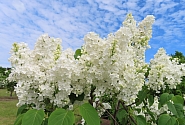 Lilac variety “Freedom” dedicated to Saeima’s centenary
