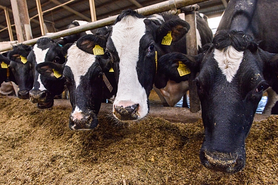 The Saeima prohibits import of agricultural and animal feed products ...