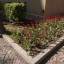 Pie Saeimas nama zied tulpes 'Latvija'