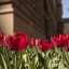 Pie Saeimas nama zied tulpes 'Latvija'